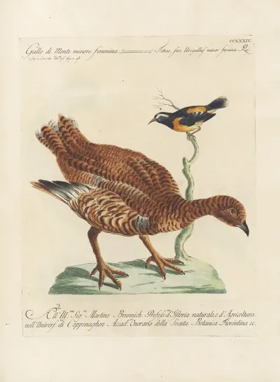 Ornithologia Methodice Digesta Pl 216