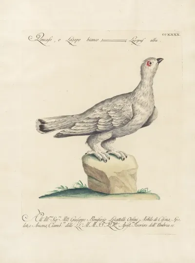 Ornithologia Methodice Digesta Pl 222