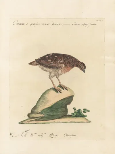 Ornithologia Methodice Digesta Pl 226