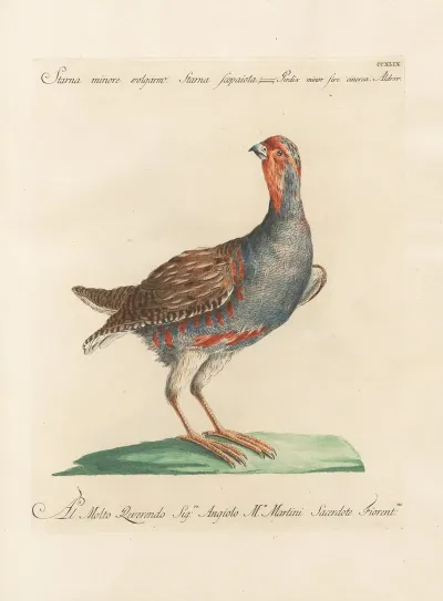 Ornithologia Methodice Digesta Pl 231