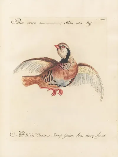 Ornithologia Methodice Digesta Pl 235