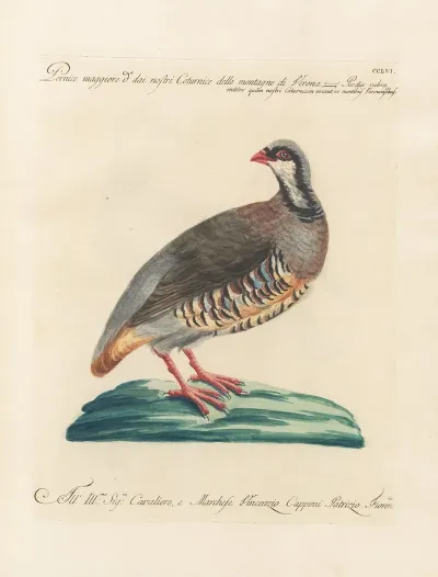 Ornithologia Methodice Digesta Pl 238