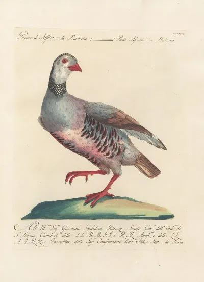 Ornithologia Methodice Digesta Pl 239