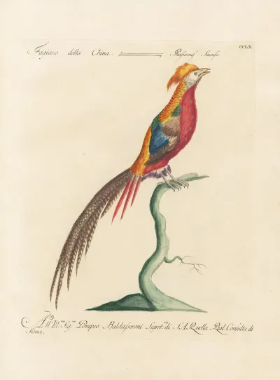 Ornithologia Methodice Digesta Pl 242