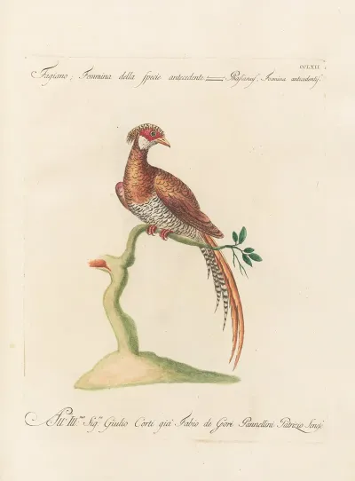 Ornithologia Methodice Digesta Pl 244