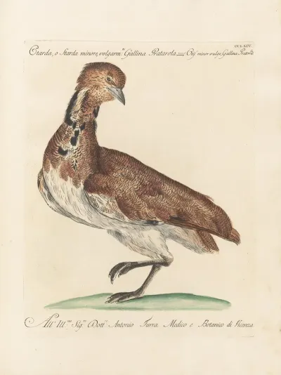Ornithologia Methodice Digesta Pl 246