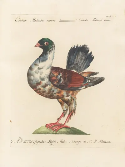 Ornithologia Methodice Digesta Pl 249