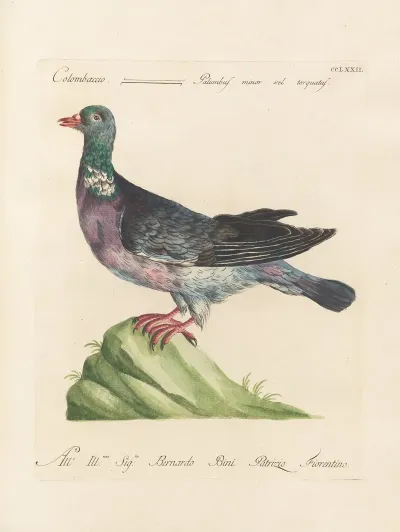 Ornithologia Methodice Digesta Pl 254