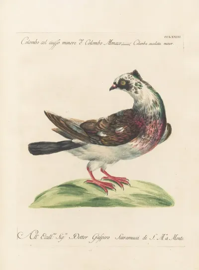 Ornithologia Methodice Digesta Pl 255