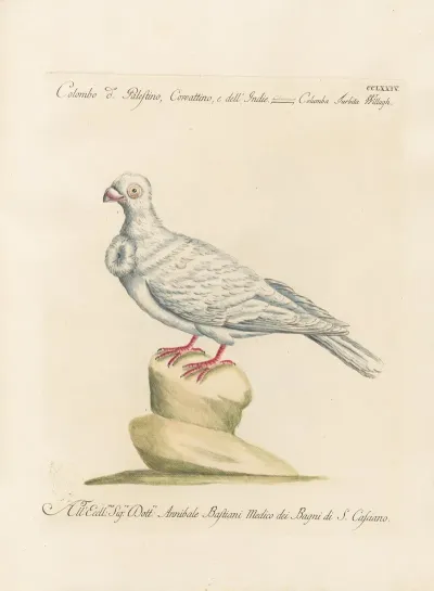 Ornithologia Methodice Digesta Pl 256