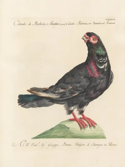 Ornithologia Methodice Digesta Pl 258