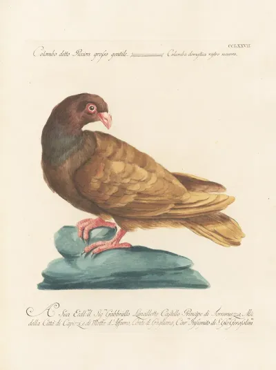 Ornithologia Methodice Digesta Pl 259