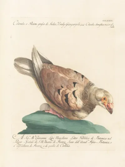 Ornithologia Methodice Digesta Pl 261