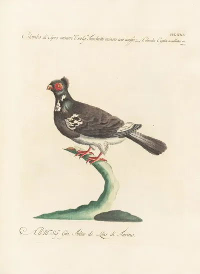 Ornithologia Methodice Digesta Pl 262