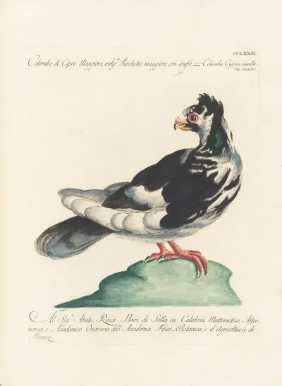 Ornithologia Methodice Digesta Pl 263