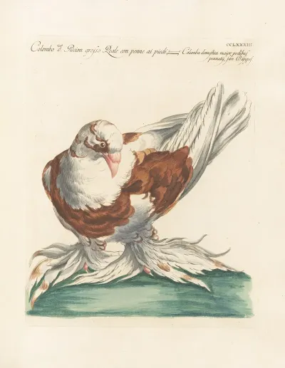Ornithologia Methodice Digesta Pl 265