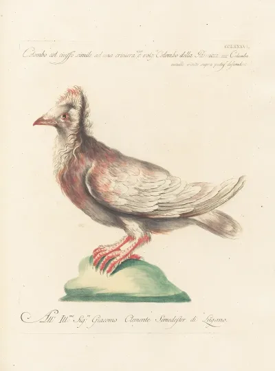 Ornithologia Methodice Digesta Pl 268