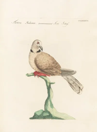 Ornithologia Methodice Digesta Pl 269