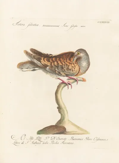 Ornithologia Methodice Digesta Pl 270