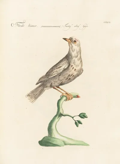 Ornithologia Methodice Digesta Pl 274