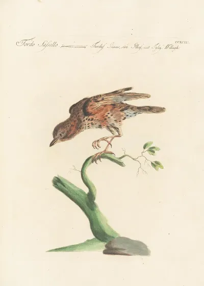 Ornithologia Methodice Digesta Pl 275