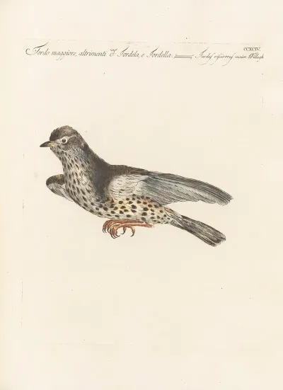 Ornithologia Methodice Digesta Pl 276