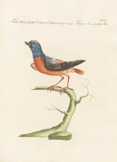 Ornithologia Methodice Digesta Pl 278