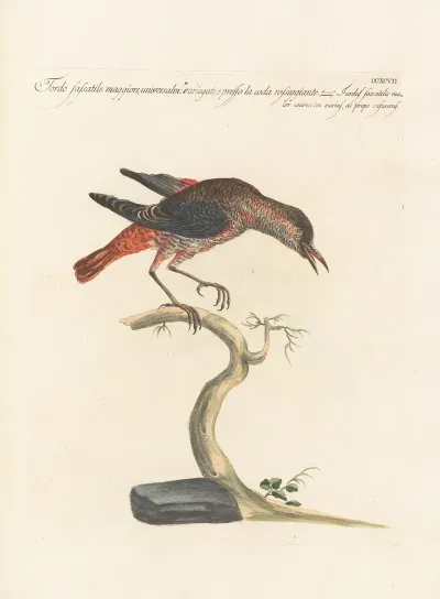 Ornithologia Methodice Digesta Pl 279