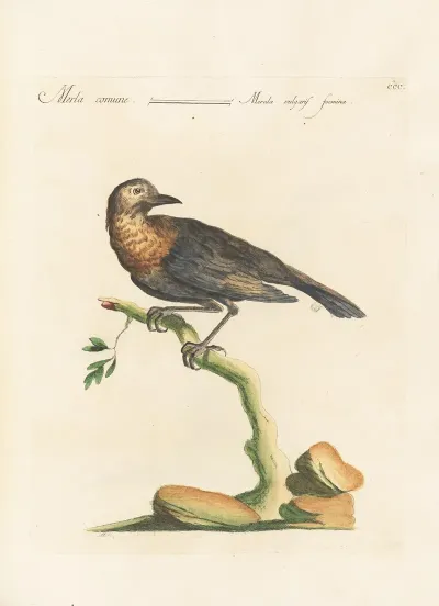 Ornithologia Methodice Digesta Pl 282