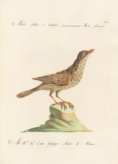 Ornithologia Methodice Digesta Pl 283