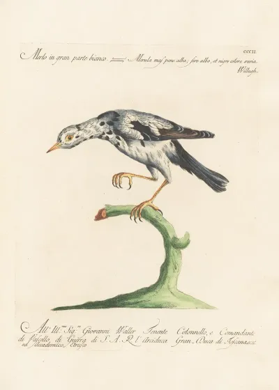 Ornithologia Methodice Digesta Pl 284