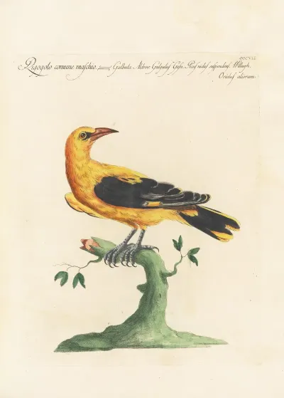 Ornithologia Methodice Digesta Pl 289