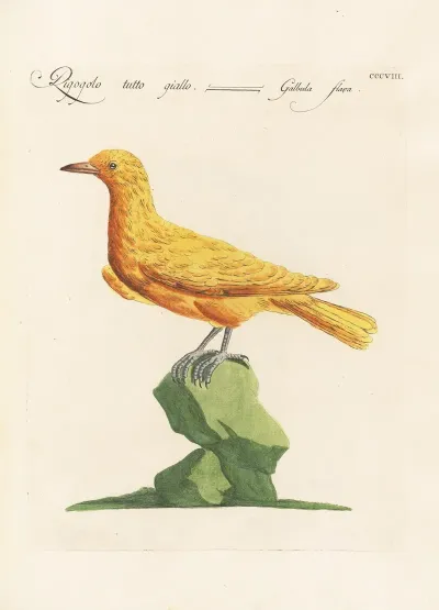 Ornithologia Methodice Digesta Pl 290