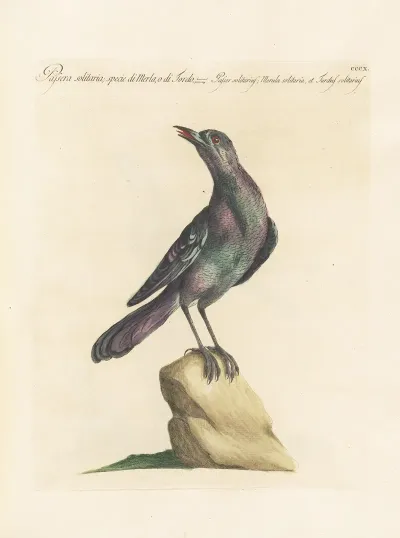 Ornithologia Methodice Digesta Pl 292