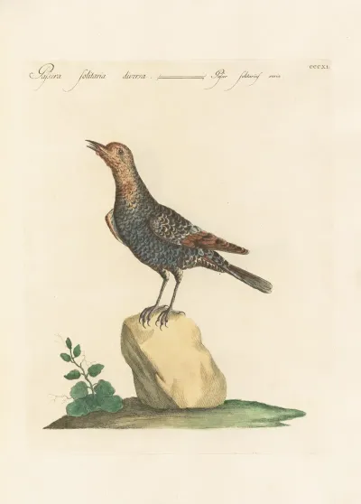 Ornithologia Methodice Digesta Pl 293