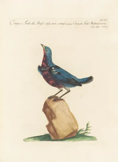 Ornithologia Methodice Digesta Pl 294