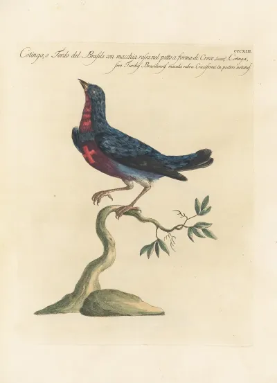 Ornithologia Methodice Digesta Pl 295