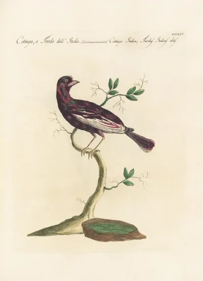 Ornithologia Methodice Digesta Pl 296