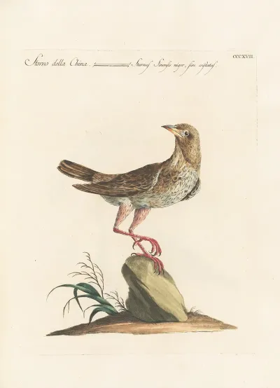 Ornithologia Methodice Digesta Pl 299