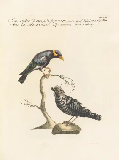 Ornithologia Methodice Digesta Pl 300