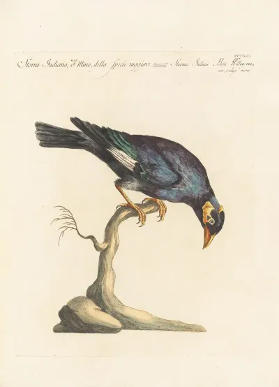 Ornithologia Methodice Digesta Pl 301