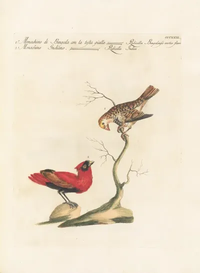 Ornithologia Methodice Digesta Pl 305