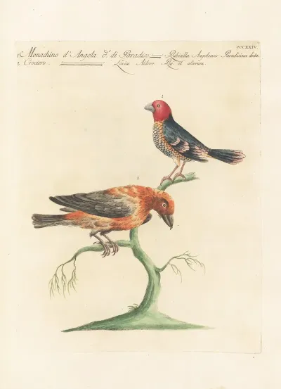 Ornithologia Methodice Digesta Pl 306