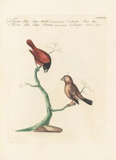 Ornithologia Methodice Digesta Pl 309