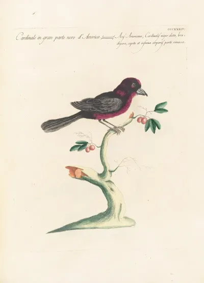 Ornithologia Methodice Digesta Pl 316