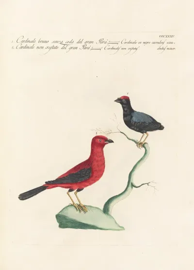 Ornithologia Methodice Digesta Pl 317