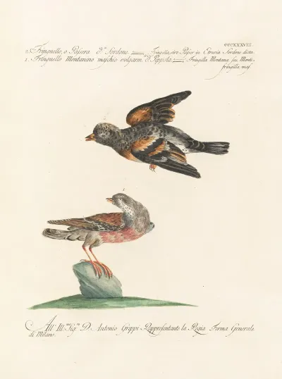 Ornithologia Methodice Digesta Pl 320