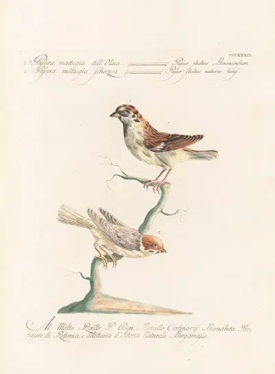 Ornithologia Methodice Digesta Pl 321