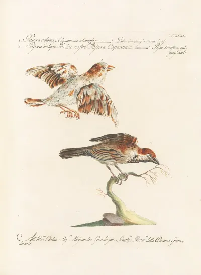 Ornithologia Methodice Digesta Pl 322