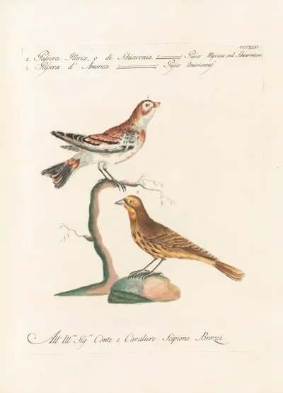 Ornithologia Methodice Digesta Pl 324